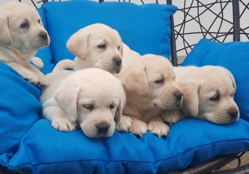 Labrador štenci - Psi Oglasi Beograd