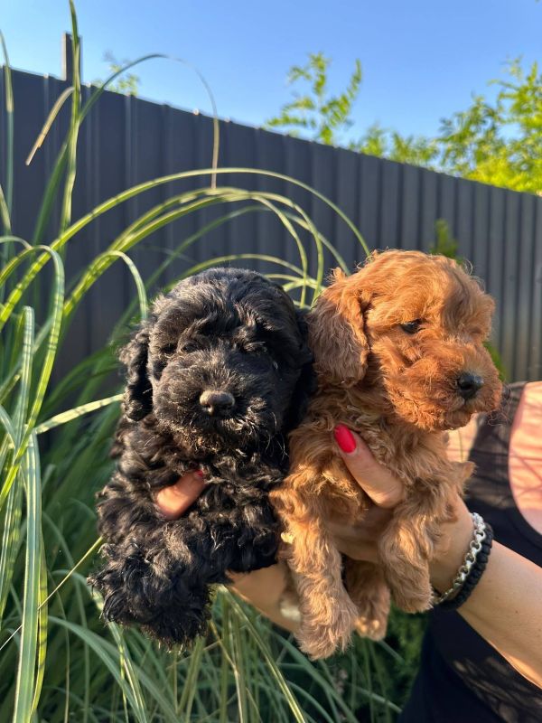 Pudle i maltipoo štenci - Psi Oglasi Beograd