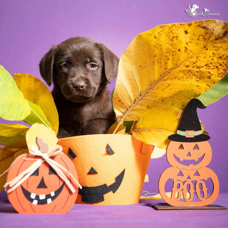 Štenci Labrador retrivera na prodaju! - Psi Oglasi Beograd