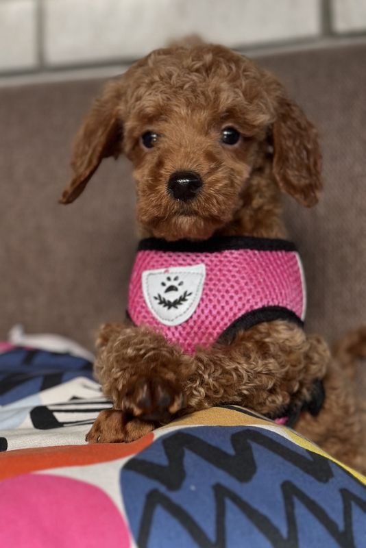 Toy Pudle na prodaju - Psi Oglasi Beograd