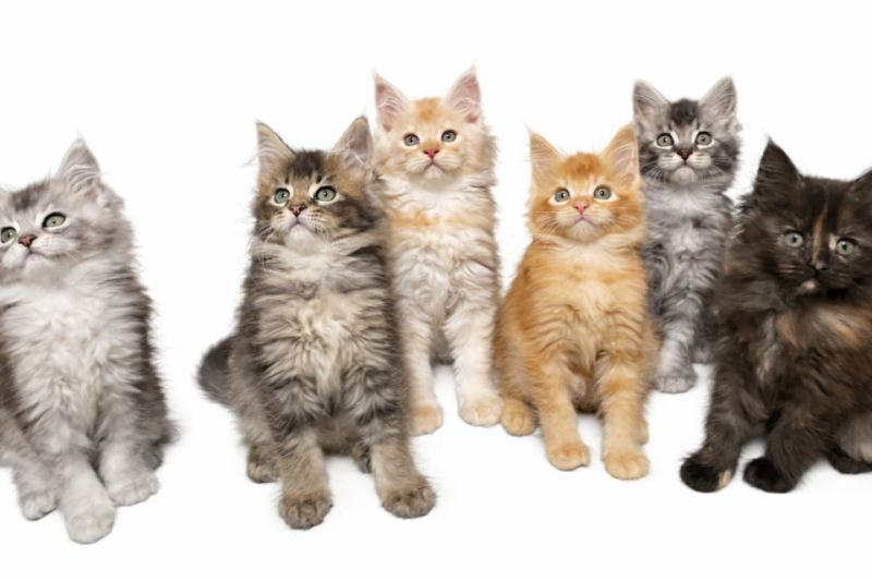 Maine Coon macici vrhunskog porekla - Mačke Oglasi Beograd