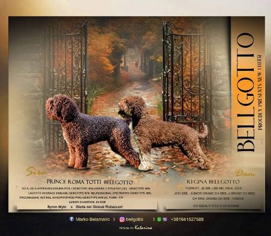 Lagotto Romagnolo štenci - Psi Oglasi Beograd