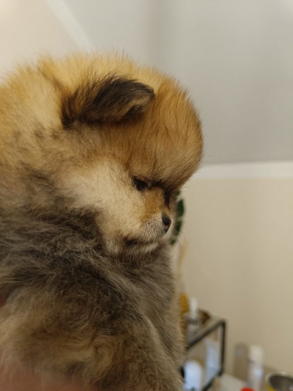 Vrhunsko leglo cistokrvnih patuljastih pomeranaca tzv boo mede - Psi Oglasi Beograd Vrhunsko leglo cistokrvnih patuljastih pomeranaca tzv boo mede - Psi Oglasi Beograd