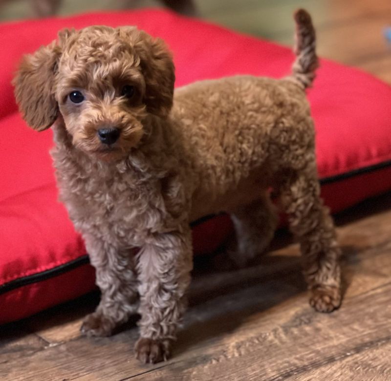 Toy Pudla kvalitetni štenci - Psi Oglasi Beograd