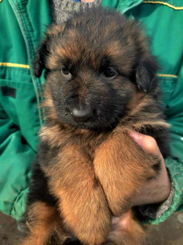 Nemački ovčar štenci - Psi Oglasi Beograd