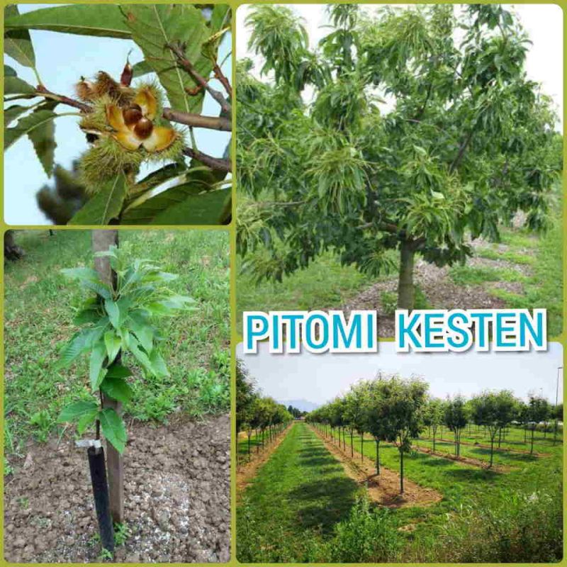 Prodajem sadnice pitomog kestena, sorta Marsol - Seme Cveće Sadnice Oglasi Beograd