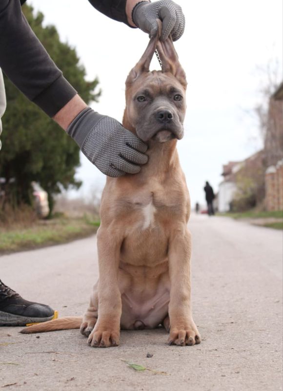 Cane Corso štenci - Psi Oglasi Beograd