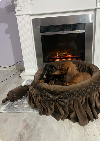 Patuljasti jazavičari kratkodlaki - Psi Oglasi Beograd