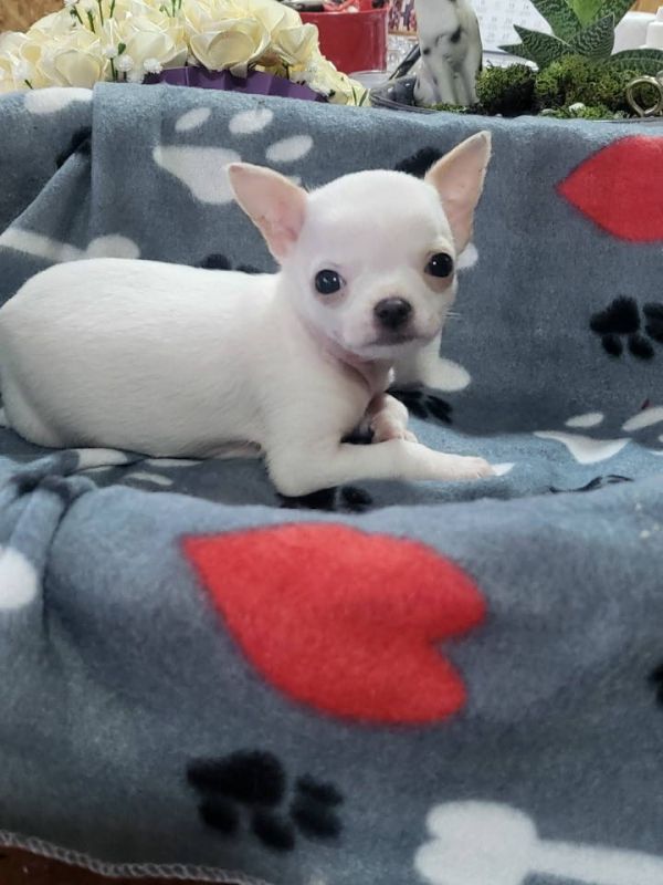 Mini CIVAVE  oba pola kratkodlaki i dugodlaki - Psi Oglasi Beograd