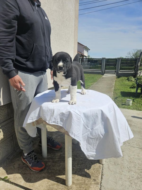 Srednjeazijski ovčar VRHUNSKI štenci - Psi Oglasi Beograd