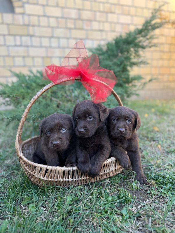 Labrador retriver štenci - Psi Oglasi Beograd
