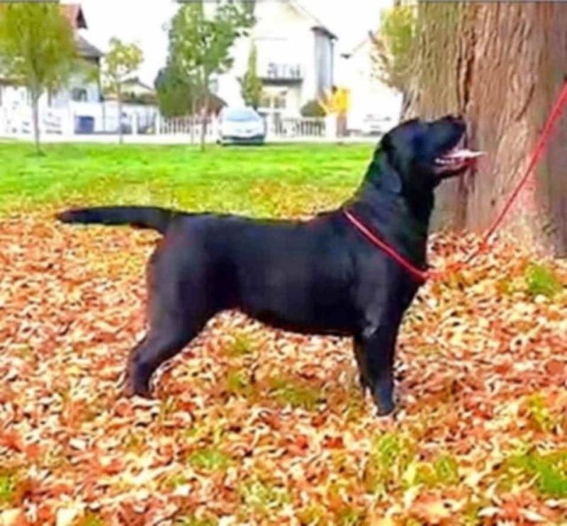 Na prodaju ženka LABRADORA, šampionskog porekla - Psi Oglasi Beograd Na prodaju ženka LABRADORA, šampionskog porekla - Psi Oglasi Beograd