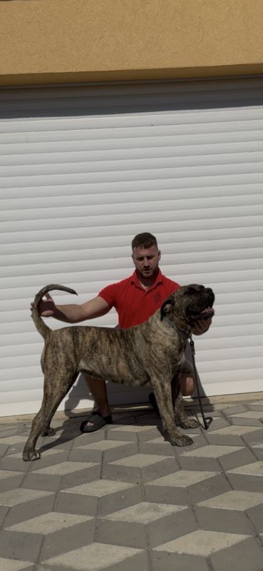 Presa Canario ženka - Psi Oglasi Beograd