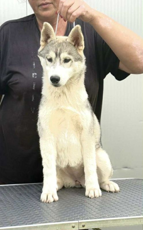 Sibirski Haski žensko štene - Psi Oglasi Beograd