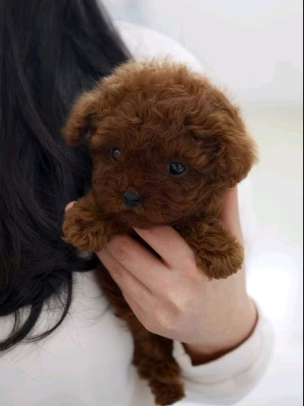 Najmanje pudle, od najlepsih roditelja u Evropi - Psi Oglasi Beograd