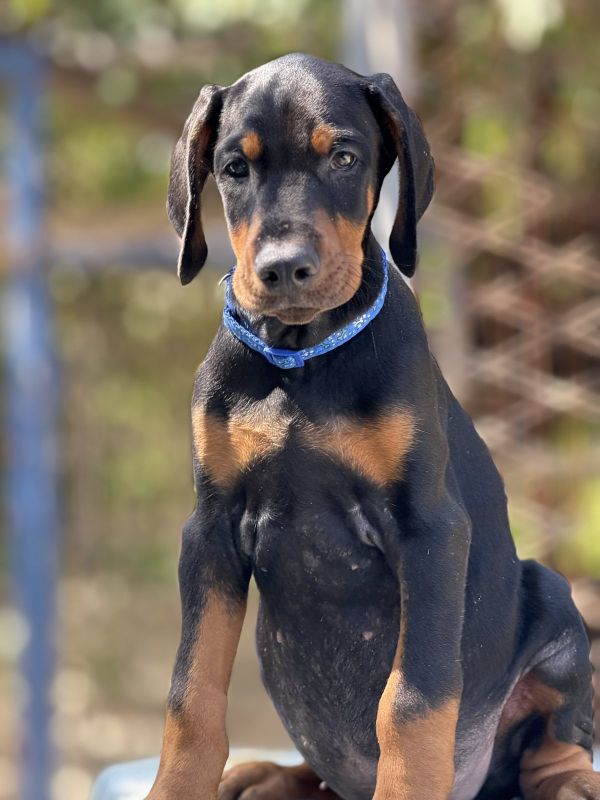 Prodaju se prelepi štenci dobermana, rodjeni 02.07.2025. - Psi Oglasi Beograd
