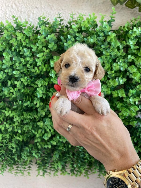 Maltipoo prelepi štenci - Psi Oglasi Beograd Maltipoo prelepi štenci - Psi Oglasi Beograd
