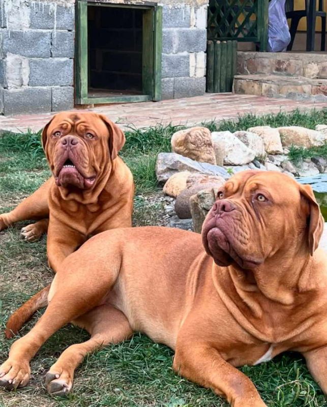 Bordoške DOGE ženke - Psi Oglasi Beograd Bordoške DOGE ženke - Psi Oglasi Beograd