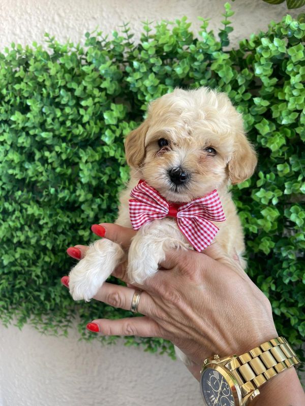 Maltipoo prelepi stenci - Psi Oglasi Beograd Maltipoo prelepi stenci - Psi Oglasi Beograd