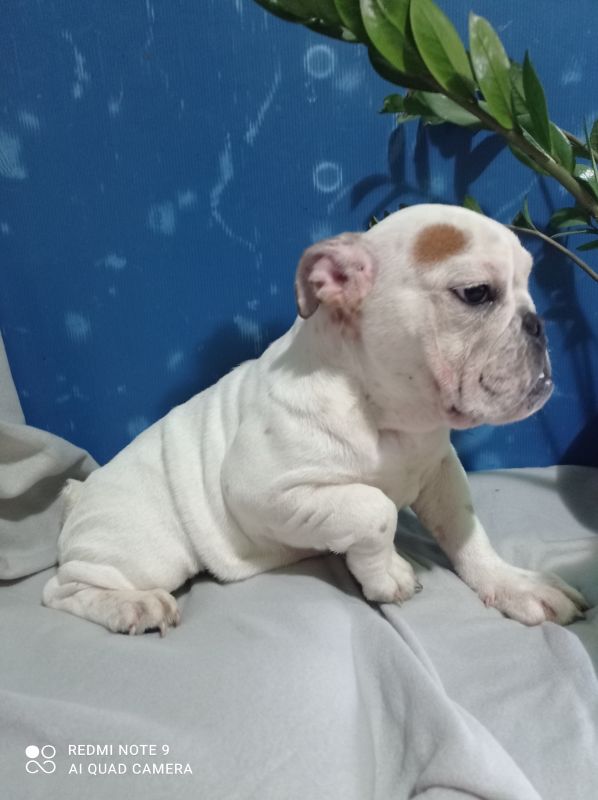 Engleski buldog zenkica - Psi Oglasi Beograd