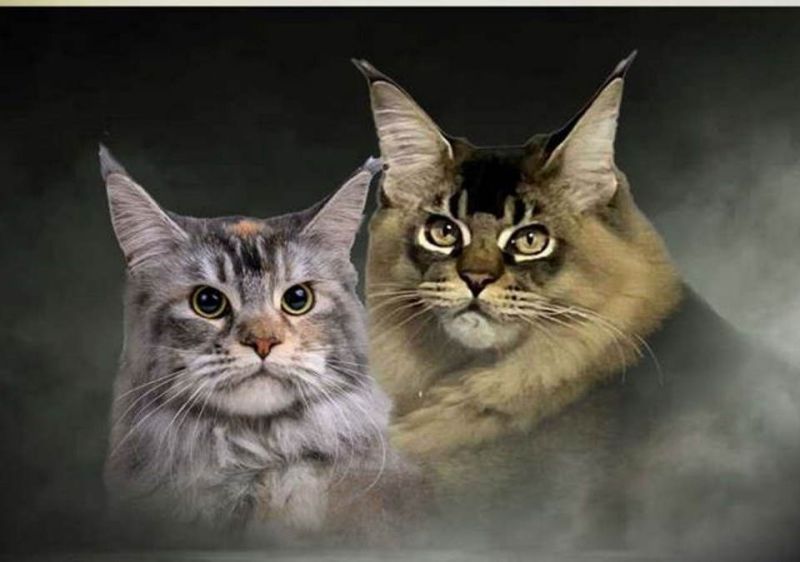 Maine Coon / Mejn Kun macici - Psi Oglasi Beograd