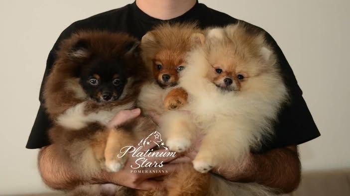 Patuljasti nemački špic – pomeranac, štenci - Psi Oglasi Beograd