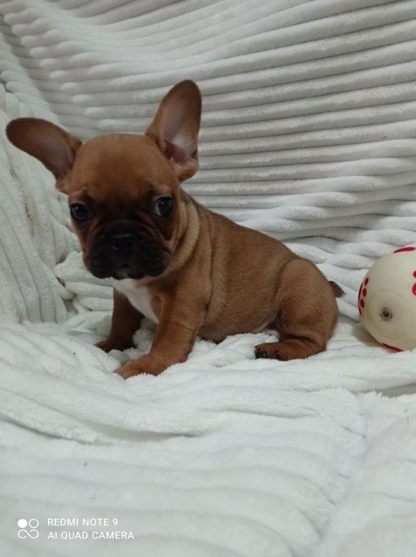 Stene francuskog buldoga - Psi Oglasi Beograd