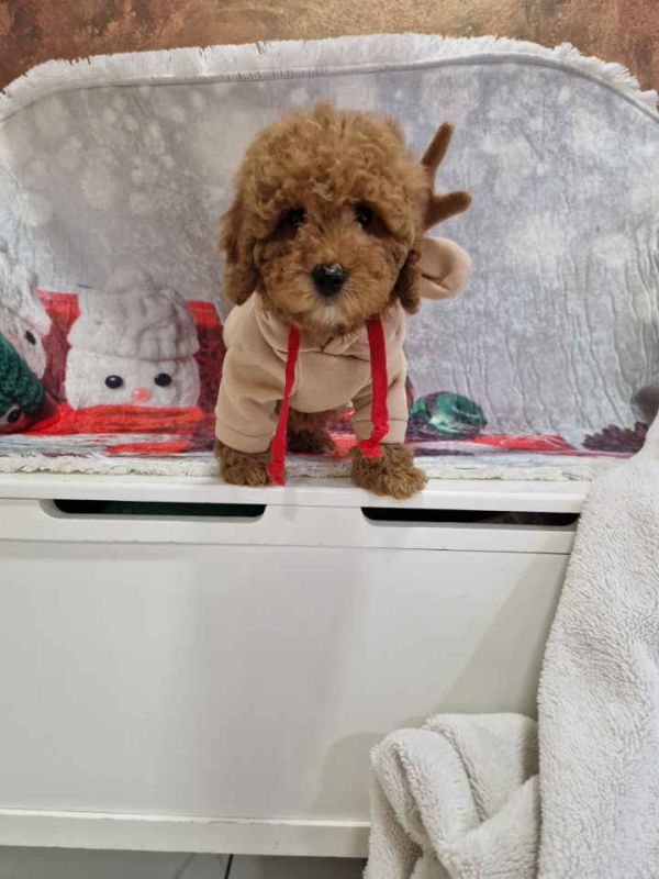 Crvene toy pudle spremne za preuzimanje - Psi Oglasi Beograd