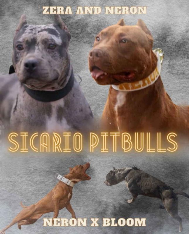 American pitbull terier - Psi Oglasi Beograd