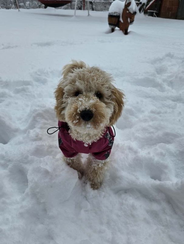 Prelep dečak apricot pudle - Psi Oglasi Beograd