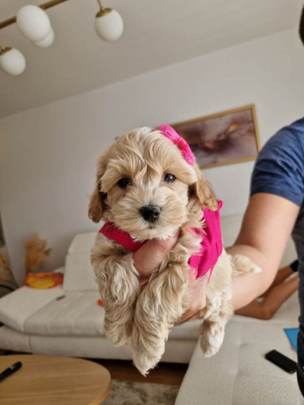 Preslatke bebice MALTIPOO - Psi Oglasi Beograd Preslatke bebice MALTIPOO - Psi Oglasi Beograd