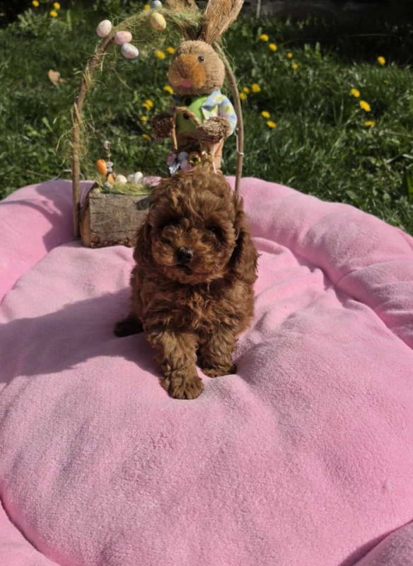 Toy pudle nove bebice - Psi Oglasi Beograd