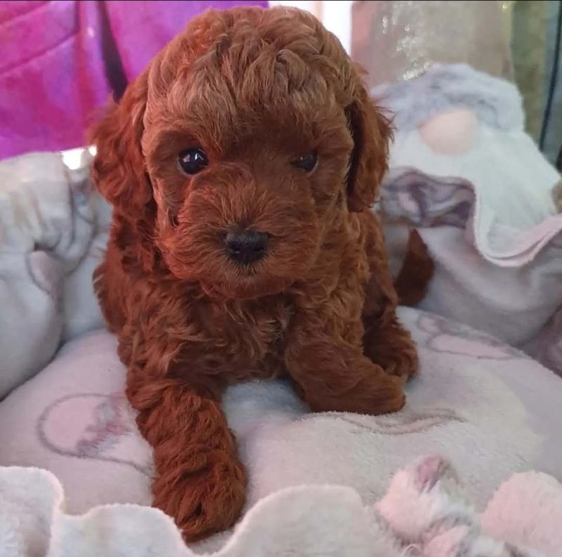 Najlepse bebe teddy bear toy pudl - Psi Oglasi Beograd Najlepse bebe teddy bear toy pudl - Psi Oglasi Beograd