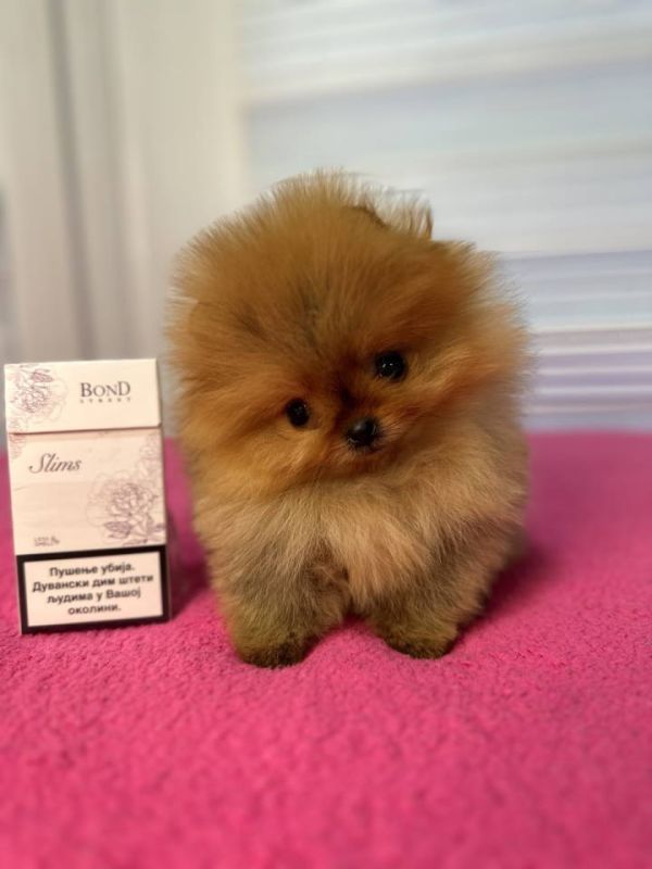 BOO - pomeranci - Psi Oglasi Beograd BOO - pomeranci - Psi Oglasi Beograd