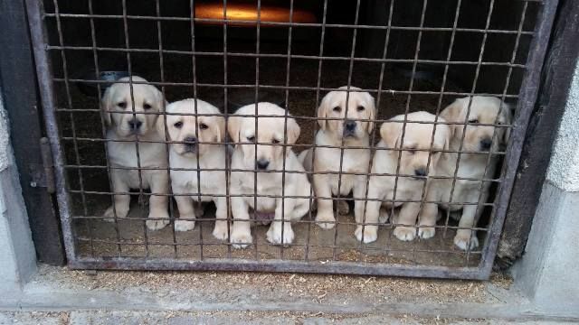 Labrador Retriver štenci - Psi Oglasi Beograd Labrador Retriver štenci - Psi Oglasi Beograd