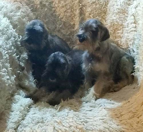 Štenci patuljastih šnaucera vrhunskih krvnih linija - Psi Oglasi Beograd