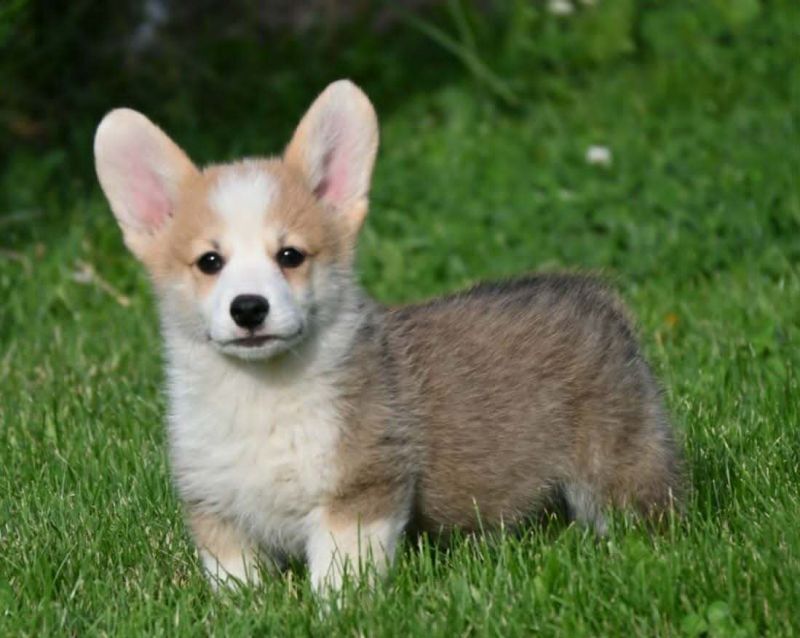Velski korgi/Welsh Corgi Pembroke - Psi Oglasi Beograd