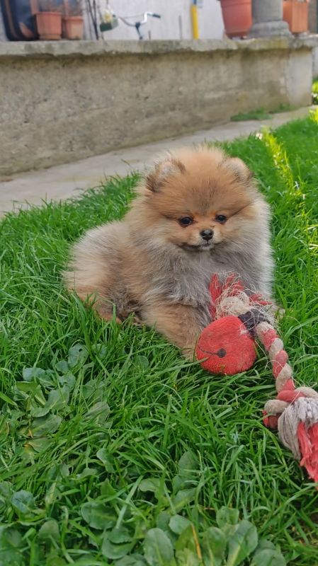 Pomeranski Špic štenci - Psi Oglasi Beograd