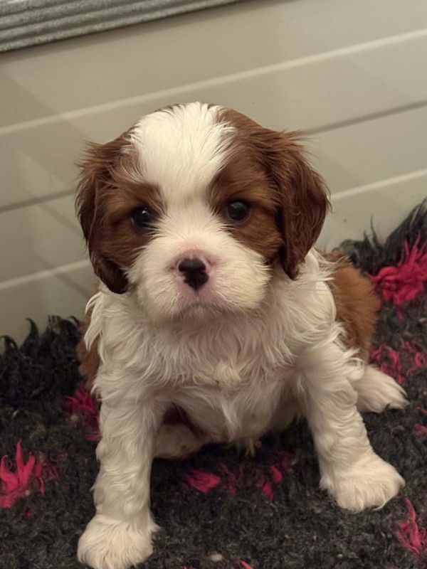 Dostupni štenci Cavalier King Charles spanijela - Psi Oglasi Beograd