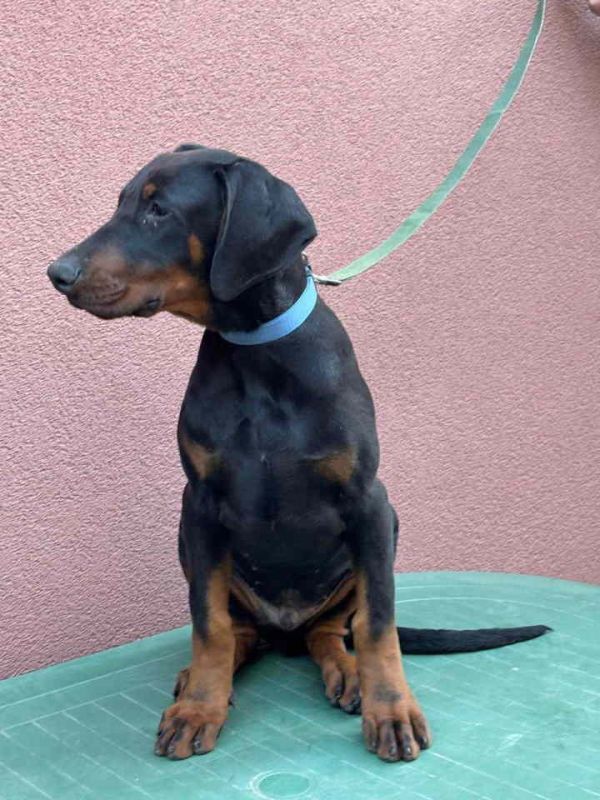 Doberman muško štene, - Psi Oglasi Beograd