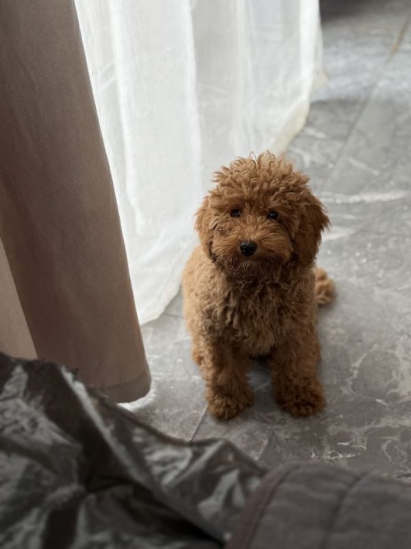 Dostupan muzijak mini pudlice u aprikot boji - Psi Oglasi Beograd