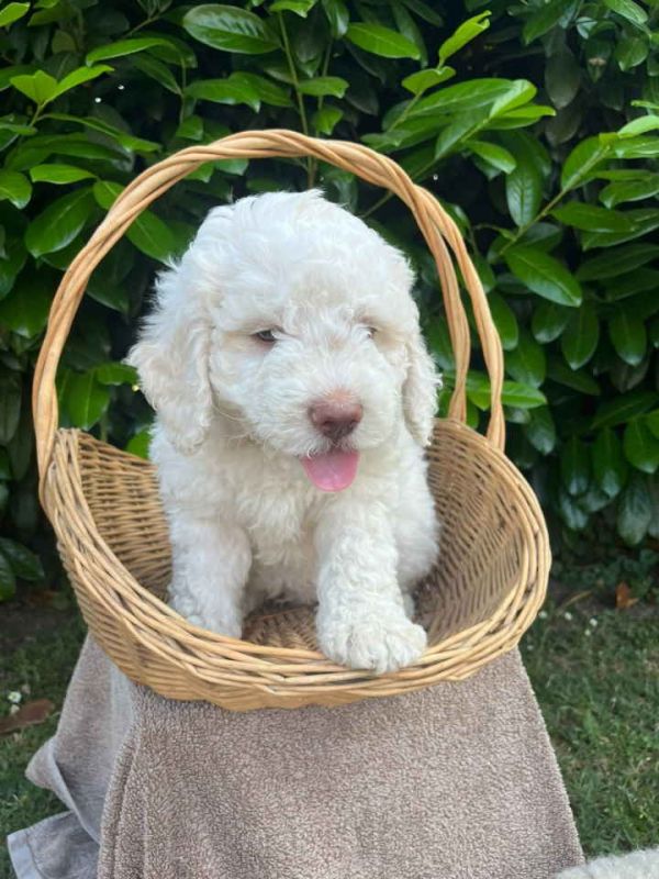 Stenci rase Lagotto Romagnolo, stari 2 meseca - Psi Oglasi Beograd Stenci rase Lagotto Romagnolo, stari 2 meseca - Psi Oglasi Beograd