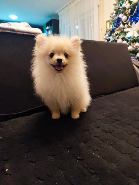 Štenci pomeranskog špica - Psi Oglasi Beograd