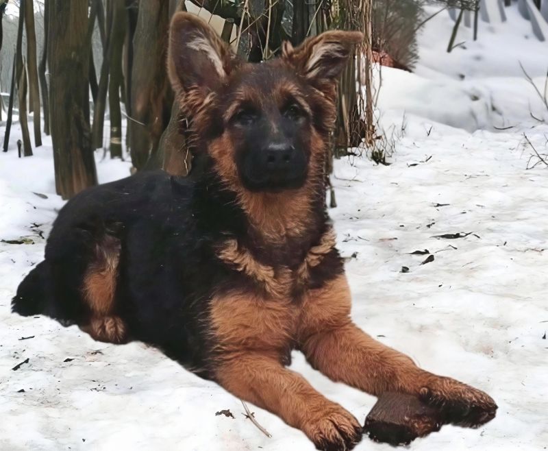 Nemački ovčar izvanredno štene Beograd - Psi Oglasi Beograd