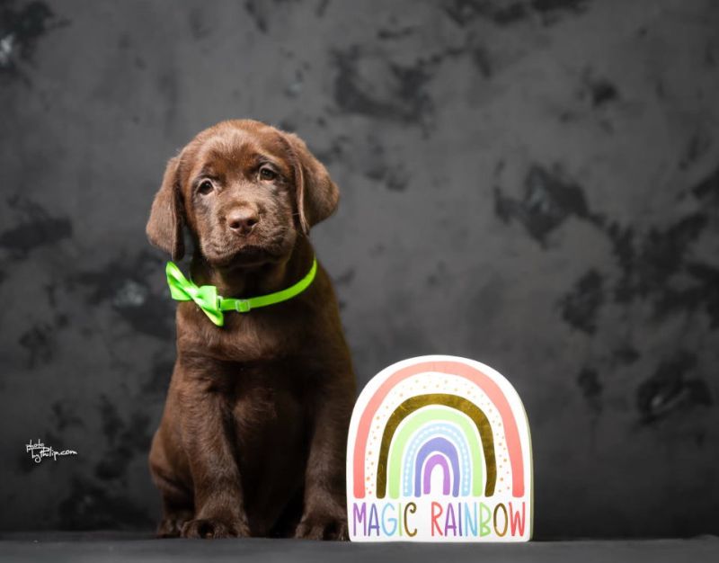 Crni i braon mužjak Labrador retrivera   - Psi Oglasi Beograd