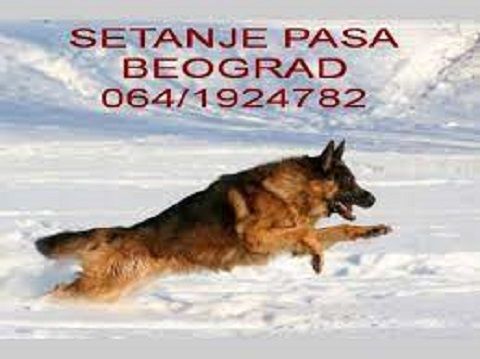 Šetanje pasa Beograd - Čuvanje i Nega Kućnih Ljubimaca Oglasi Beograd