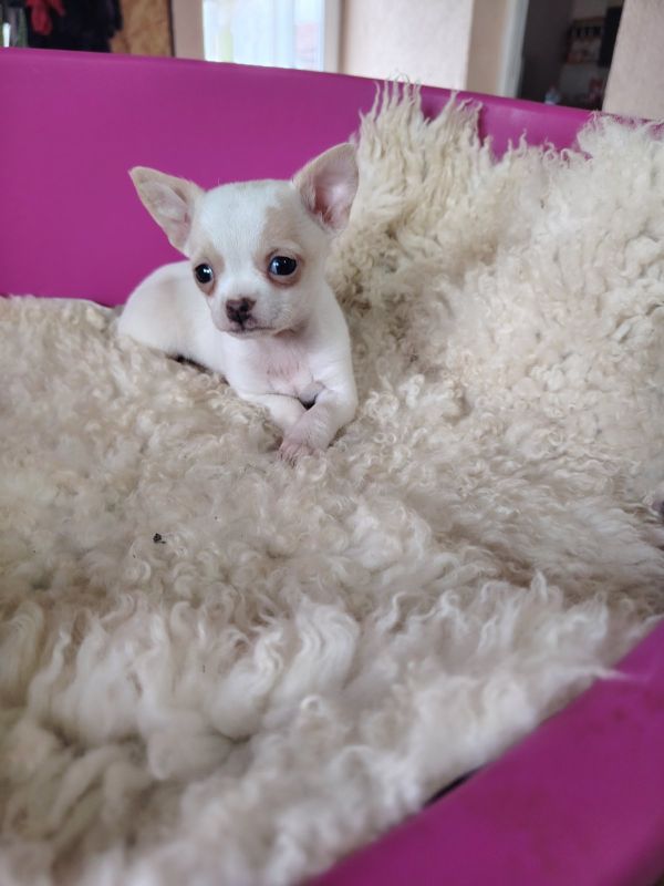 Mini civave - Psi Oglasi Beograd