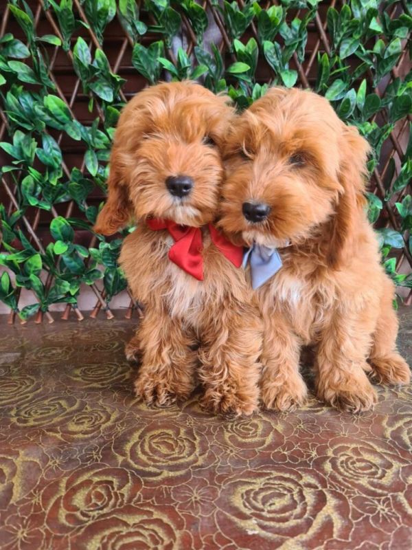 Labradoodle prelepi štenci - Psi Oglasi Beograd