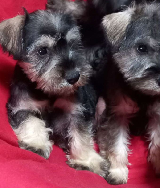 Štenci patuljastog šnaucera - Psi Oglasi Beograd