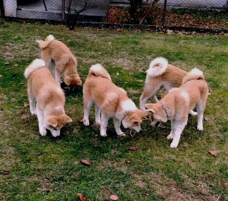 Japanska Akita štenci na prodaju - Psi Oglasi Beograd Japanska Akita štenci na prodaju - Psi Oglasi Beograd
